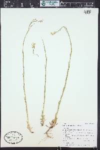 Boechera stricta image