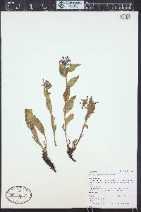 Mertensia oblongifolia image