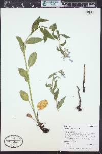 Mertensia franciscana image
