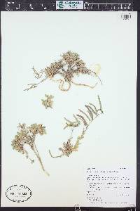 Boechera lemmonii image