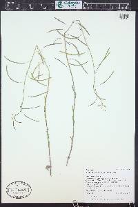 Boechera lignifera image