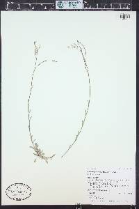 Boechera pallidifolia image