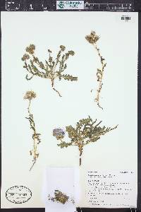 Phacelia crenulata image