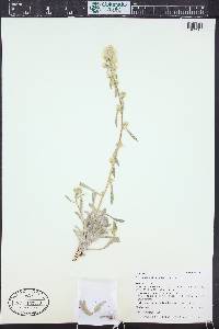 Cryptantha sericea image