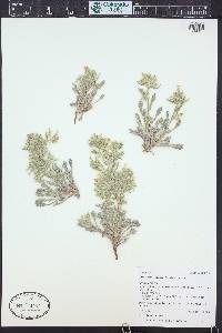 Oreocarya longiflora image