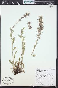 Phacelia sericea subsp. ciliosa image