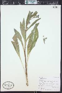 Cynoglossum officinale image