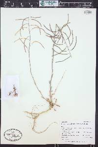 Boechera gracilenta image