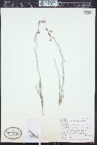 Boechera formosa image