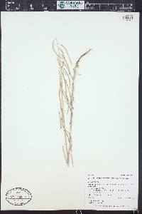 Boechera consanguinea image