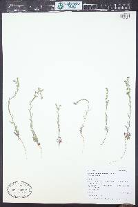 Lappula occidentalis var. occidentalis image