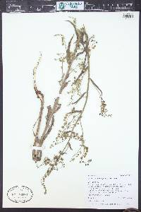 Hackelia floribunda image