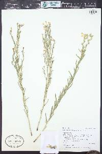 Lithospermum multiflorum image
