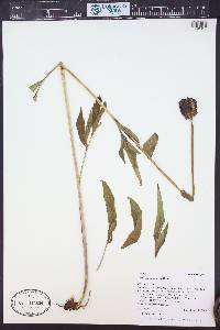 Rudbeckia montana image