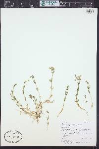 Cerastium beeringianum image
