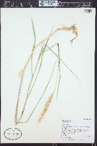 Elymus canadensis var. canadensis image