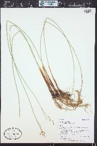 Juncus balticus subsp. balticus image