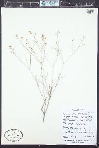 Eriogonum leptocladon image