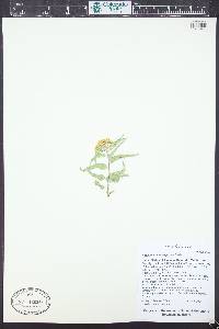 Asclepias macrosperma image