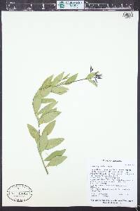Amsonia jonesii image