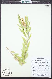 Amsonia jonesii image