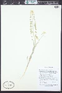 Dimorphocarpa wislizeni image