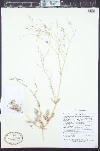 Boerhavia torreyana image