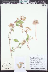 Tripterocalyx wootonii image