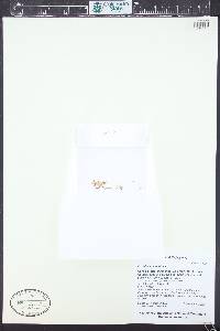 Portulaca halimoides image