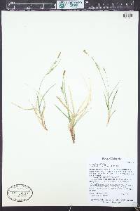 Carex hassei image