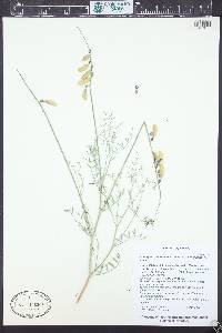 Astragalus coltonii image