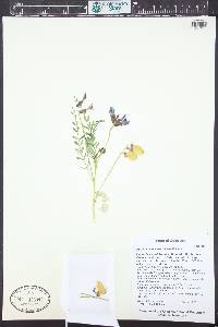 Astragalus eastwoodiae image