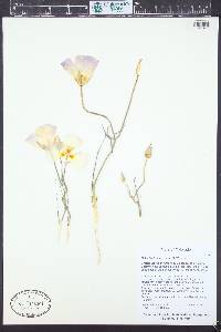 Calochortus flexuosus image