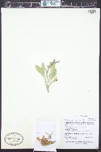 Penstemon breviculus image