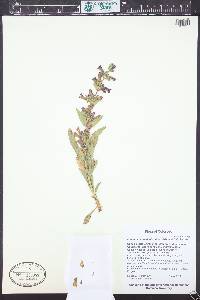 Penstemon breviculus image