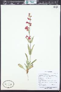 Penstemon utahensis image