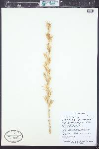 Oenothera longissima image