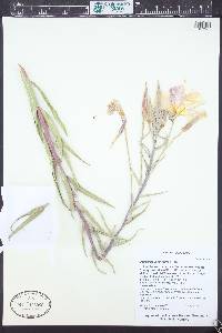 Oenothera longissima image