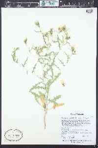 Mentzelia cronquistii image