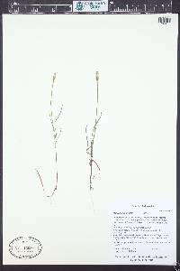 Uropappus lindleyi image