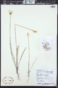 Uropappus lindleyi image