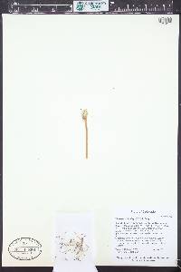 Uropappus lindleyi image