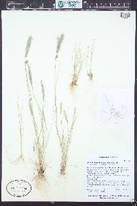 Enneapogon desvauxii image