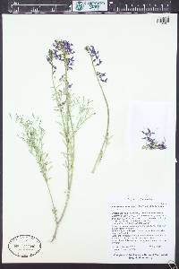 Astragalus coltonii var. moabensis image