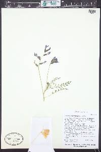 Astragalus eastwoodiae image