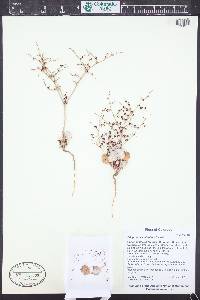 Eriogonum scabrellum image
