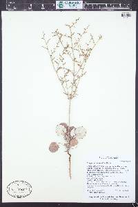 Eriogonum scabrellum image