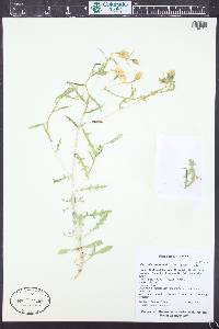 Mentzelia cronquistii image