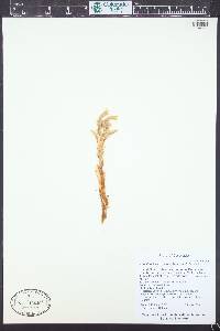 Aphyllon franciscanum image