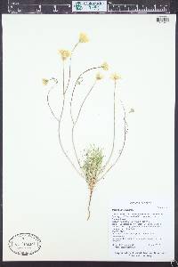 Malacothrix glabrata image